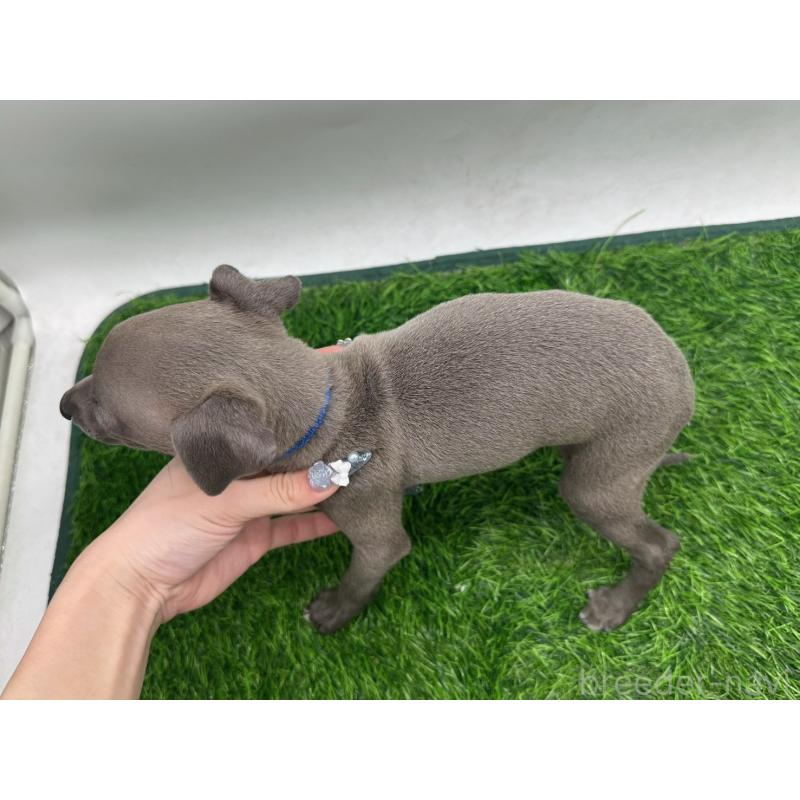 成約済の愛知県のイタリアングレーハウンド(イタグレ)-420535の2枚目