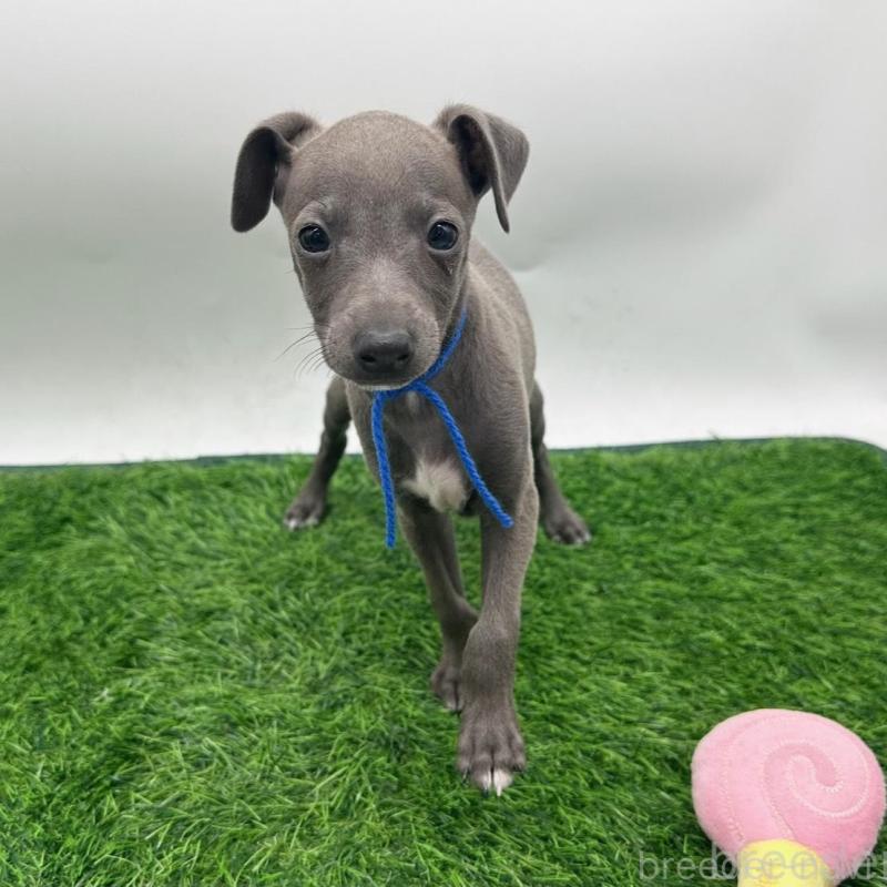 販売中の愛知県のイタリアングレーハウンド(イタグレ)-420535