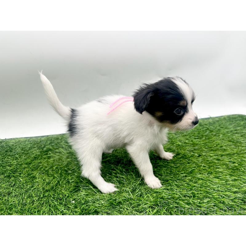 成約済の愛知県のパピヨン-421667の10枚目