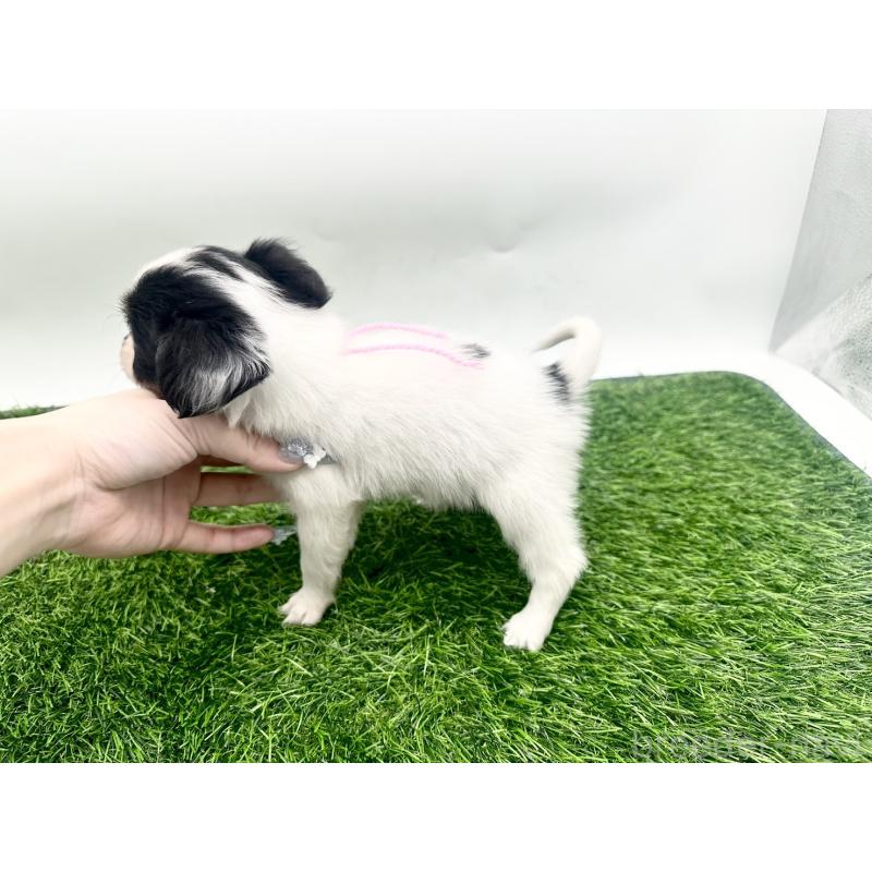 成約済の愛知県のパピヨン-421667の9枚目