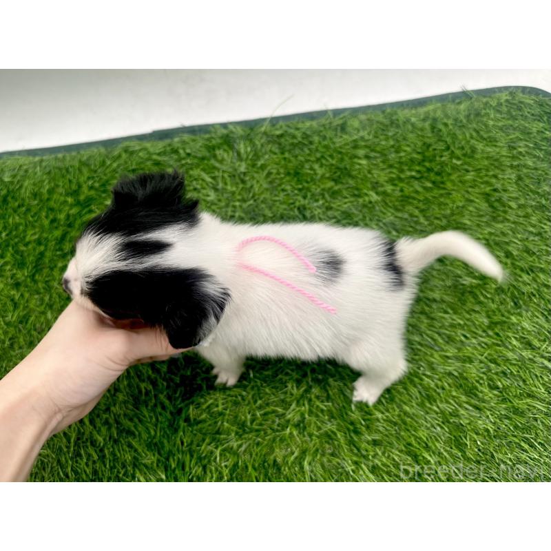 成約済の愛知県のパピヨン-421667の8枚目