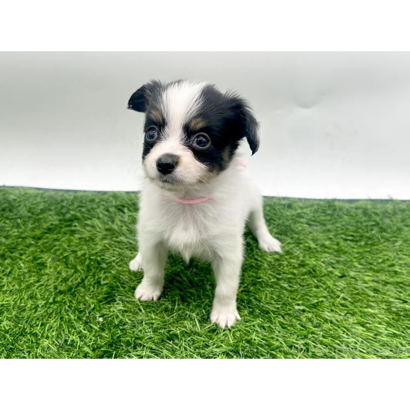 成約済の愛知県のパピヨン-421667の7枚目