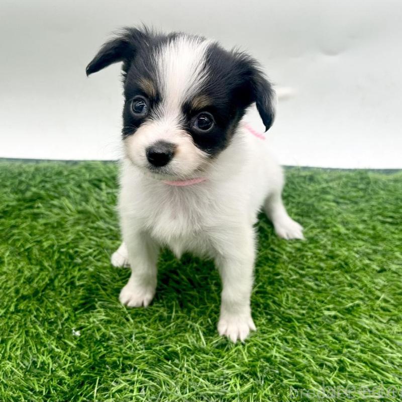 販売中の愛知県のパピヨン-421667