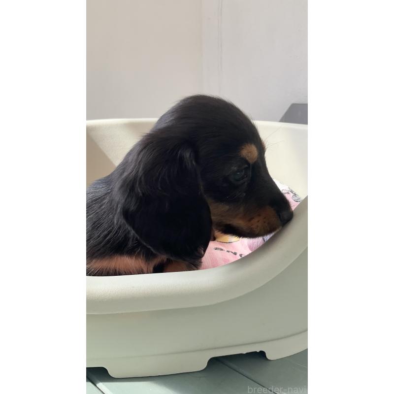 販売中の沖縄県のカニンヘンダックスフンド(ロングヘアード)-423854の6枚目