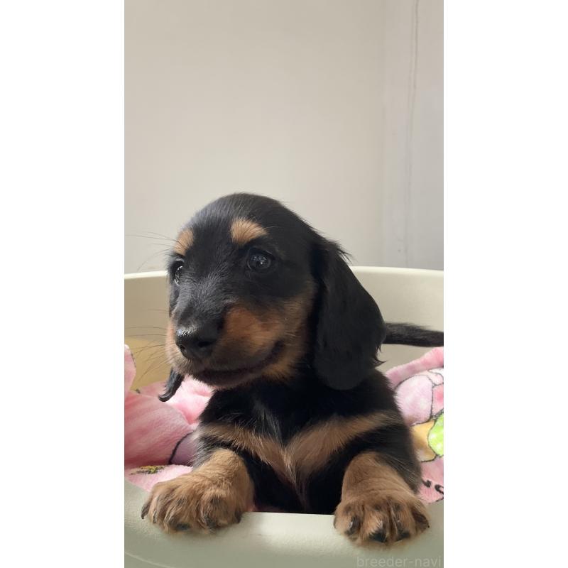 販売中の沖縄県のカニンヘンダックスフンド(ロングヘアード)-423854の5枚目