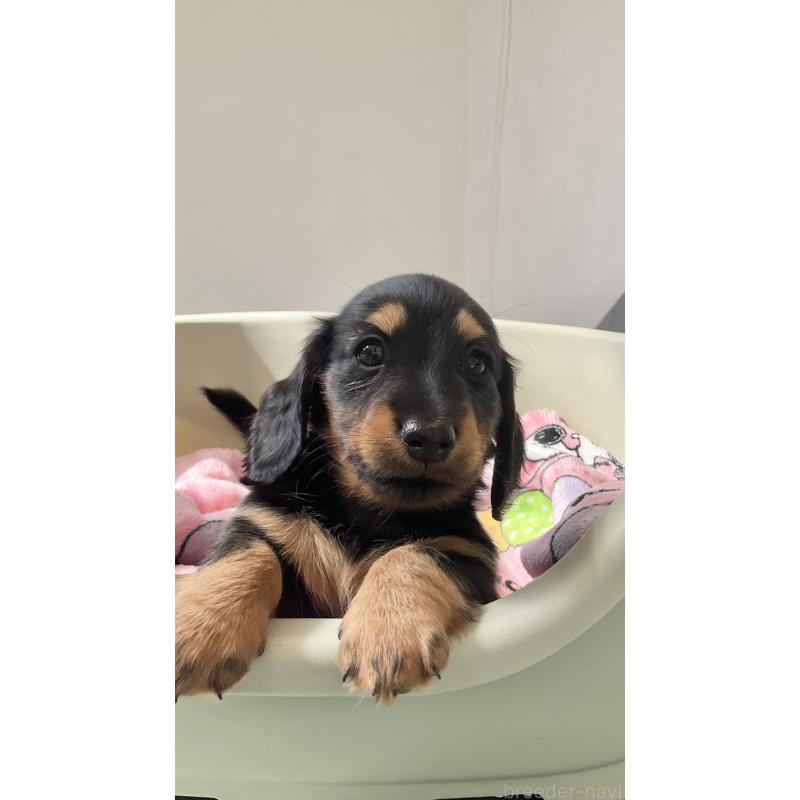 販売中の沖縄県のカニンヘンダックスフンド(ロングヘアード)-423854の4枚目