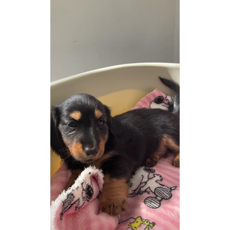 販売中の沖縄県のカニンヘンダックスフンド(ロングヘアード)-423854の3枚目