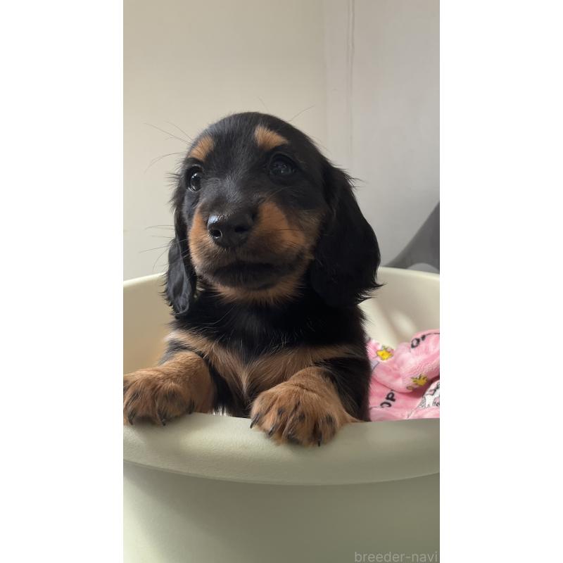 販売中の沖縄県のカニンヘンダックスフンド(ロングヘアード)-423854の2枚目