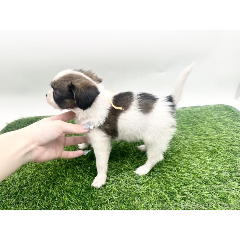 成約済の愛知県のパピヨン-421665の9枚目