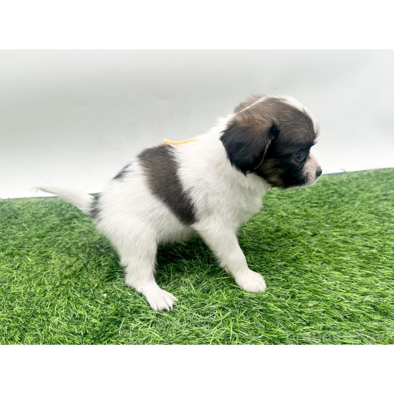 成約済の愛知県のパピヨン-421665の8枚目