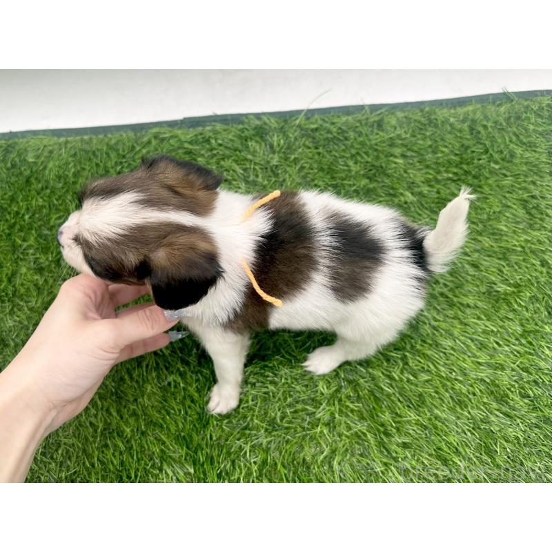 成約済の愛知県のパピヨン-421665の7枚目