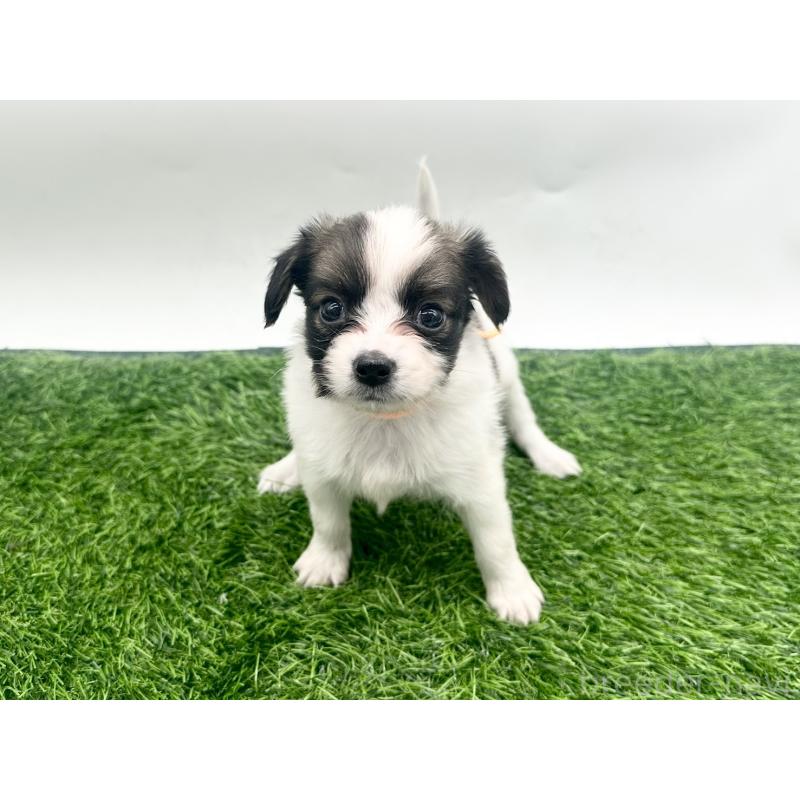 成約済の愛知県のパピヨン-421665の6枚目