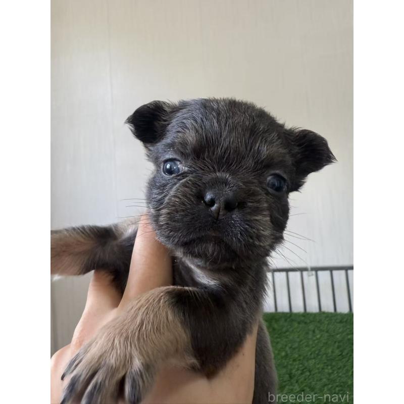 販売中の茨城県のフレンチブルドッグ-423855の5枚目