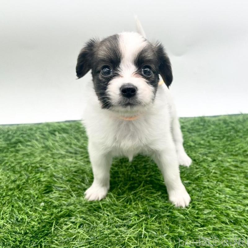 販売中の愛知県のパピヨン-421665