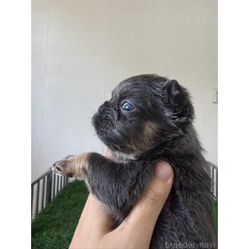 販売中の茨城県のフレンチブルドッグ-423855の4枚目