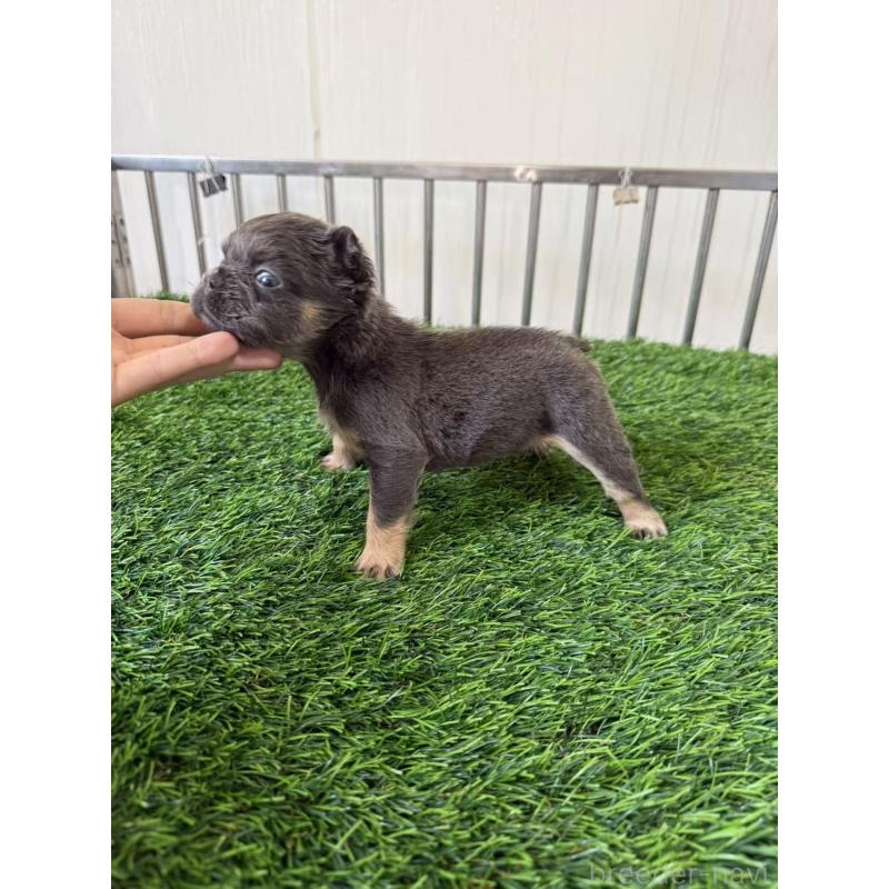 販売中の茨城県のフレンチブルドッグ-423855の3枚目