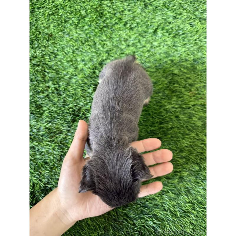 販売中の茨城県のフレンチブルドッグ-423855の2枚目