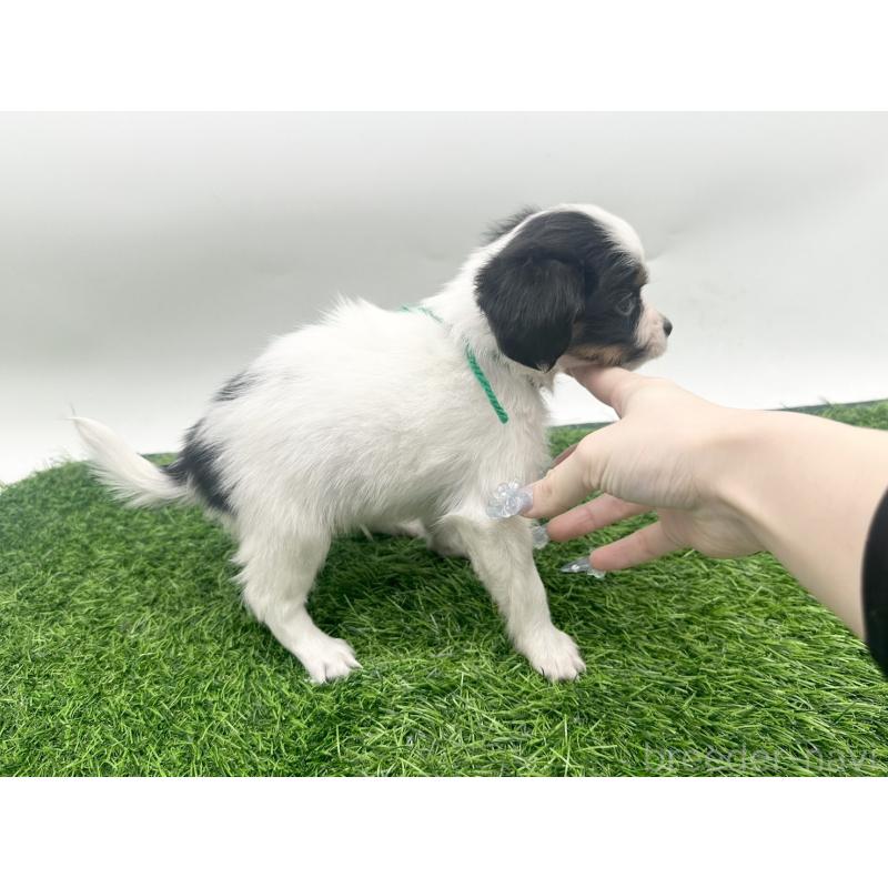 成約済の愛知県のパピヨン-421662の10枚目