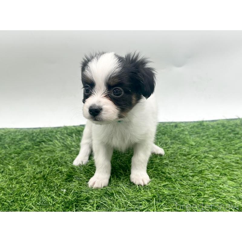 成約済の愛知県のパピヨン-421662の8枚目