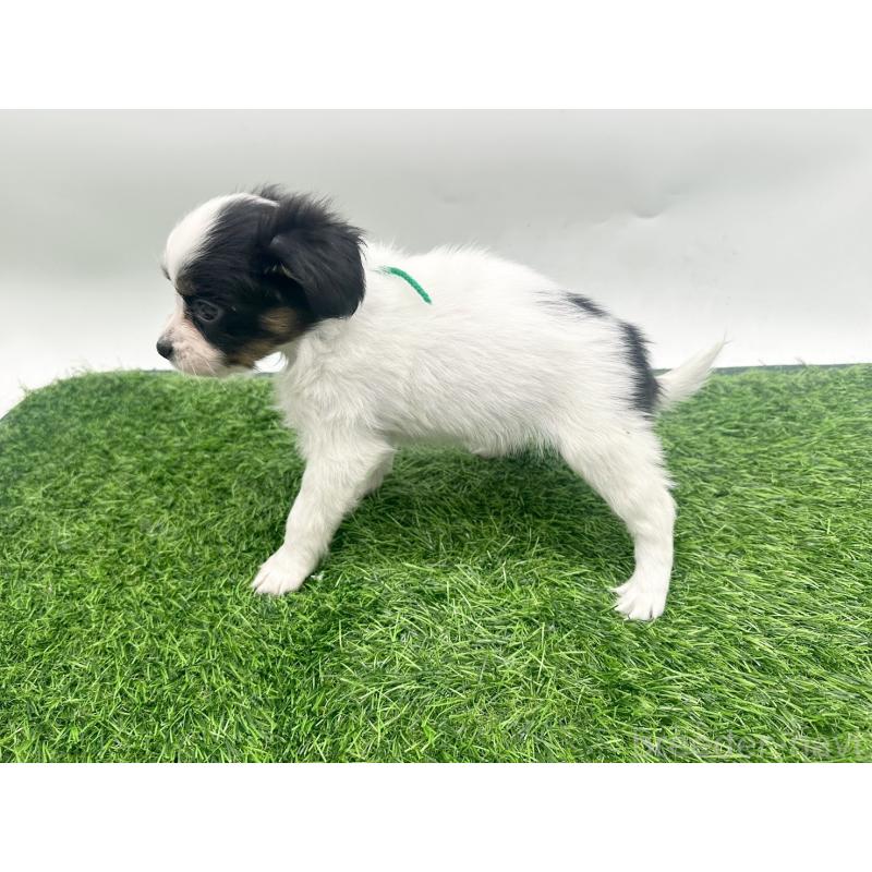 成約済の愛知県のパピヨン-421662の9枚目