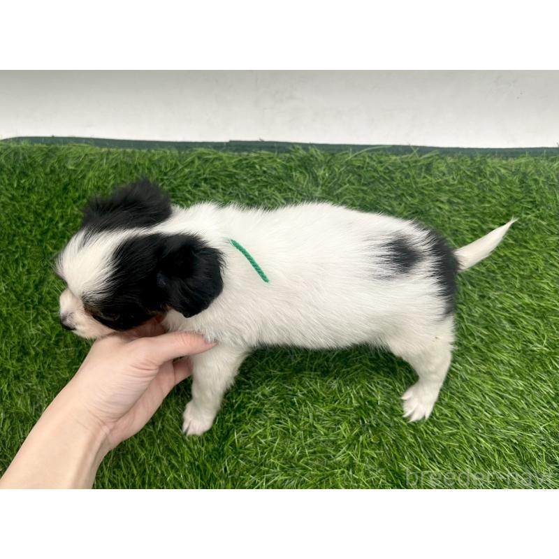 成約済の愛知県のパピヨン-421662の7枚目