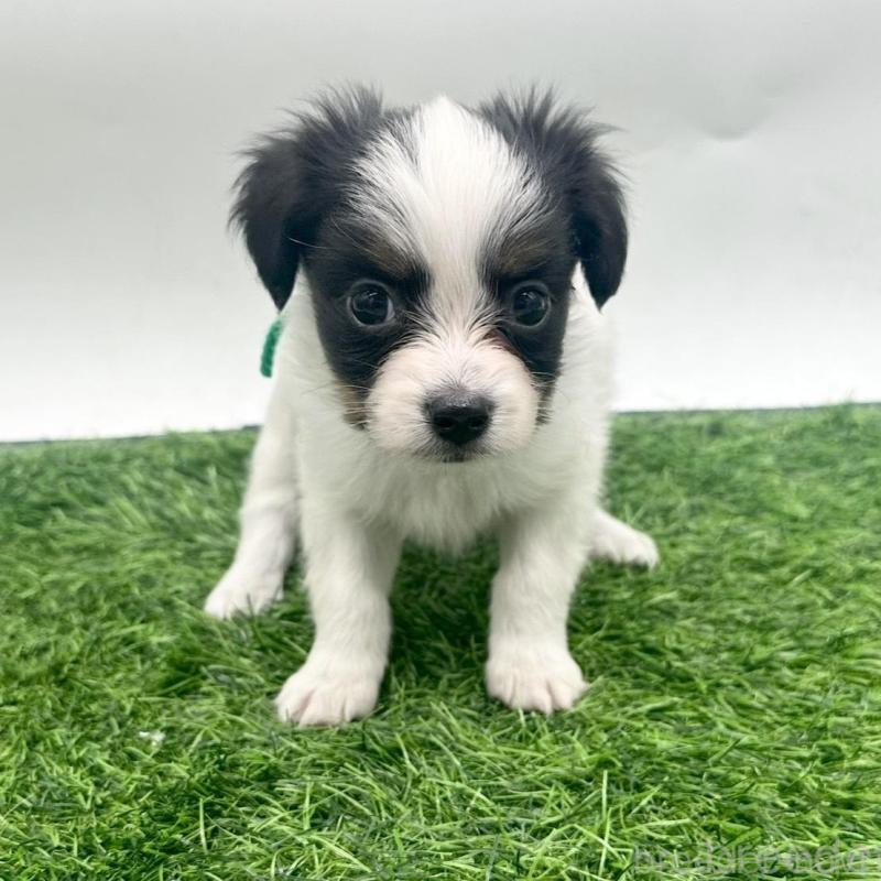 成約済の愛知県のパピヨン-421662の6枚目