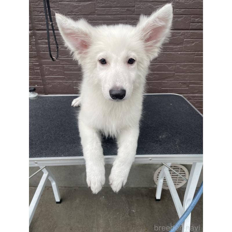 成約済の滋賀県のホワイトシェパード-423856の1枚目