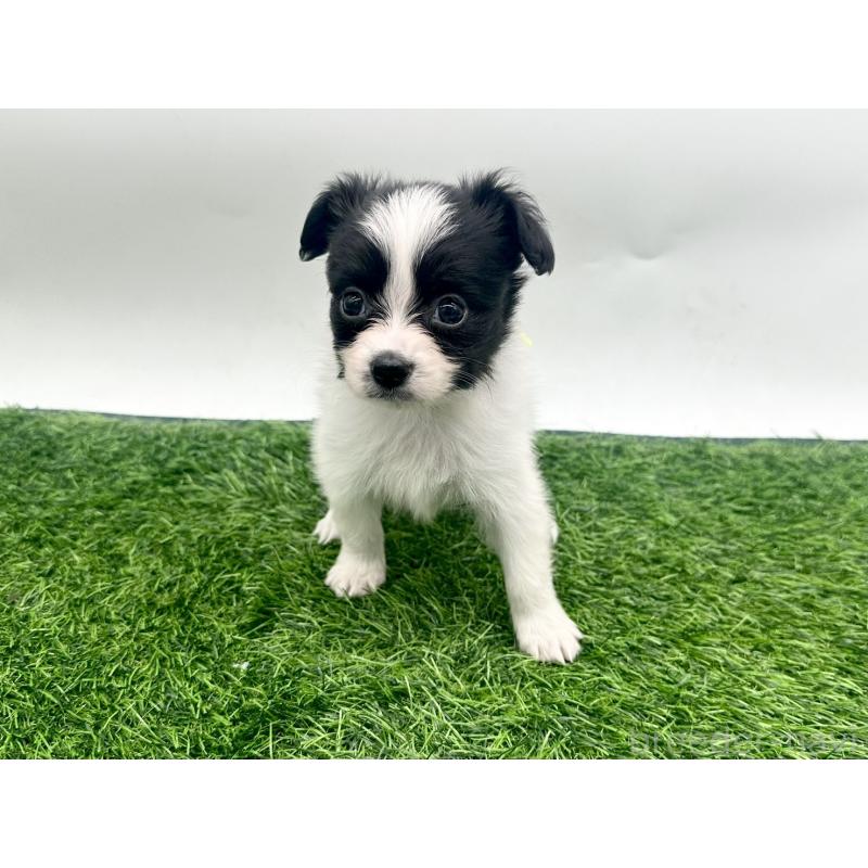 成約済の愛知県のパピヨン-421663の9枚目