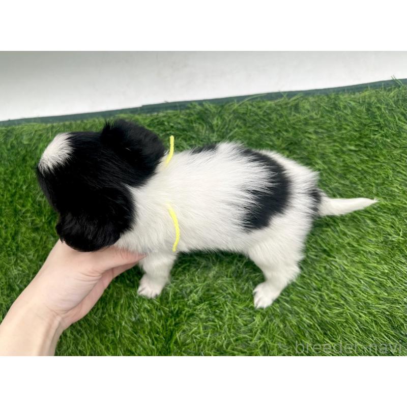 成約済の愛知県のパピヨン-421663の8枚目