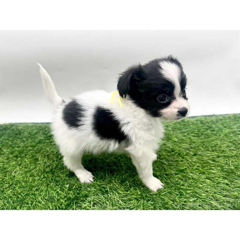 成約済の愛知県のパピヨン-421663の7枚目