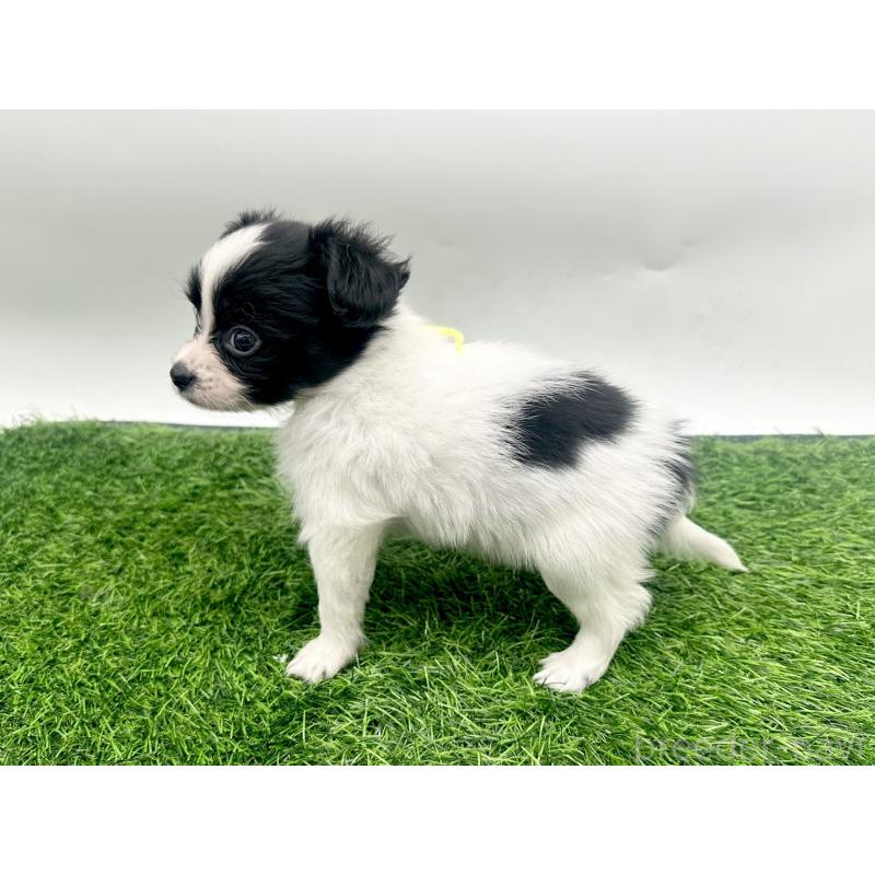 成約済の愛知県のパピヨン-421663の6枚目