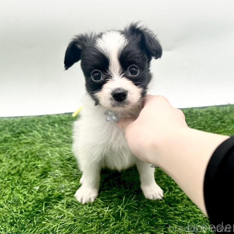 販売中の愛知県のパピヨン-421663