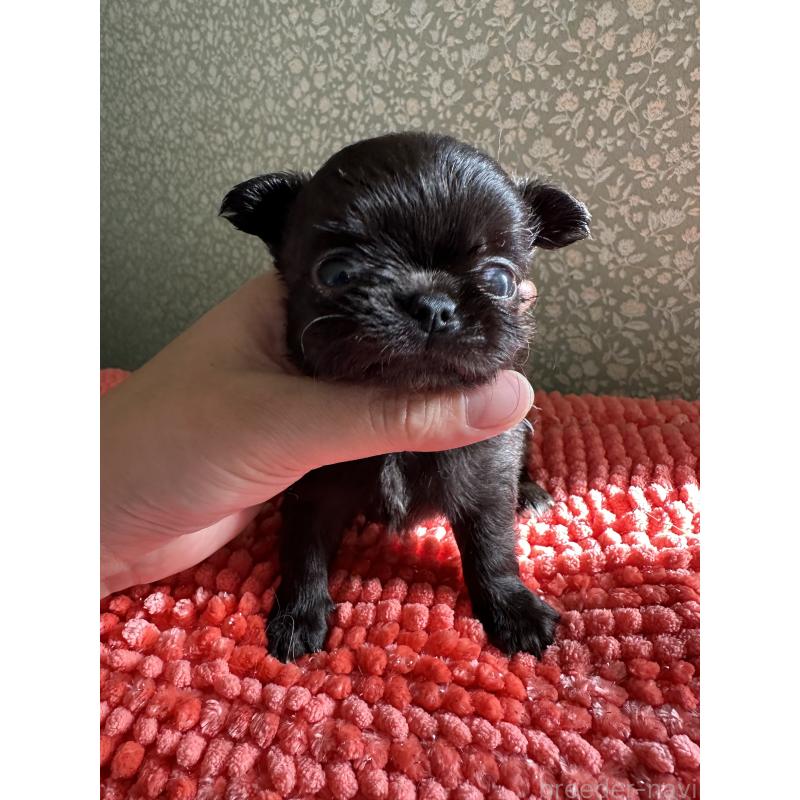 販売中の福島県のチワワ(ロングコート)-423862の6枚目