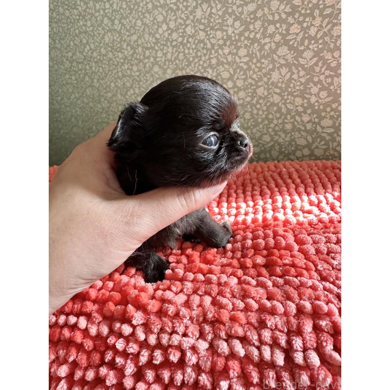 販売中の福島県のチワワ(ロングコート)-423862の5枚目