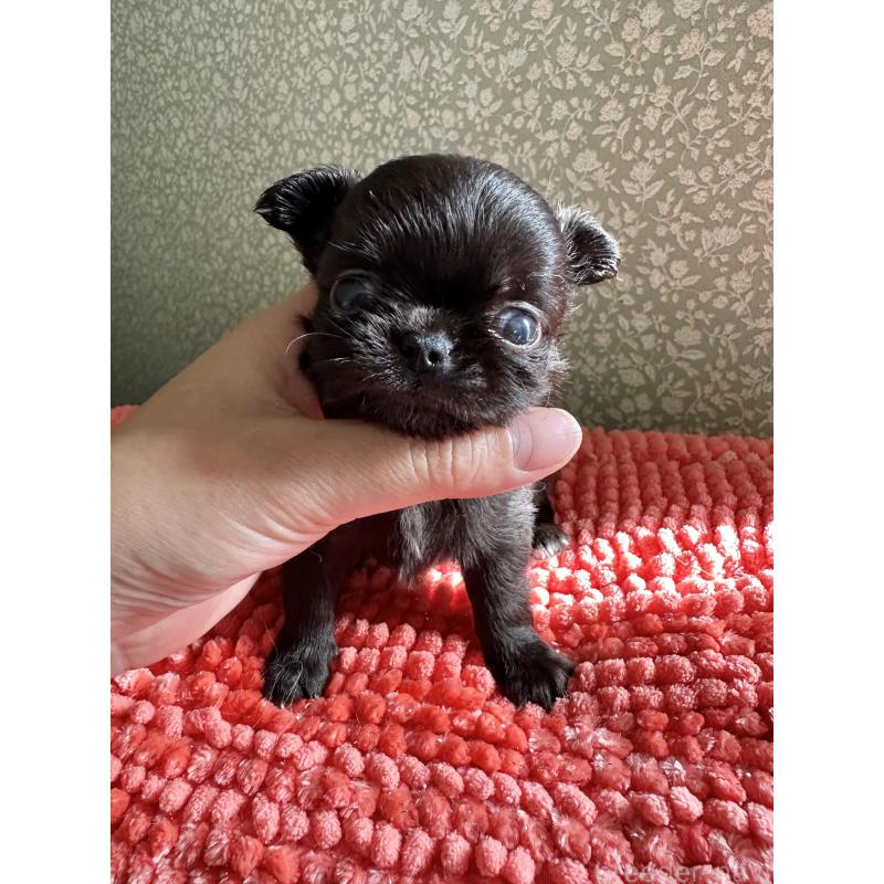 販売中の福島県のチワワ(ロングコート)-423862の4枚目