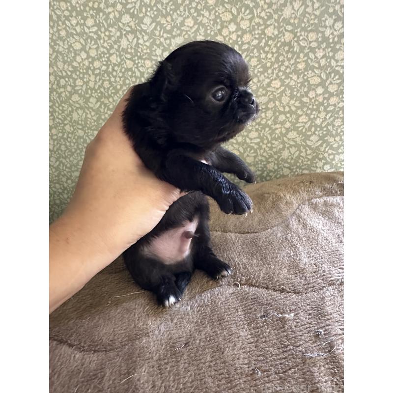 販売中の福島県のチワワ(ロングコート)-423862の3枚目