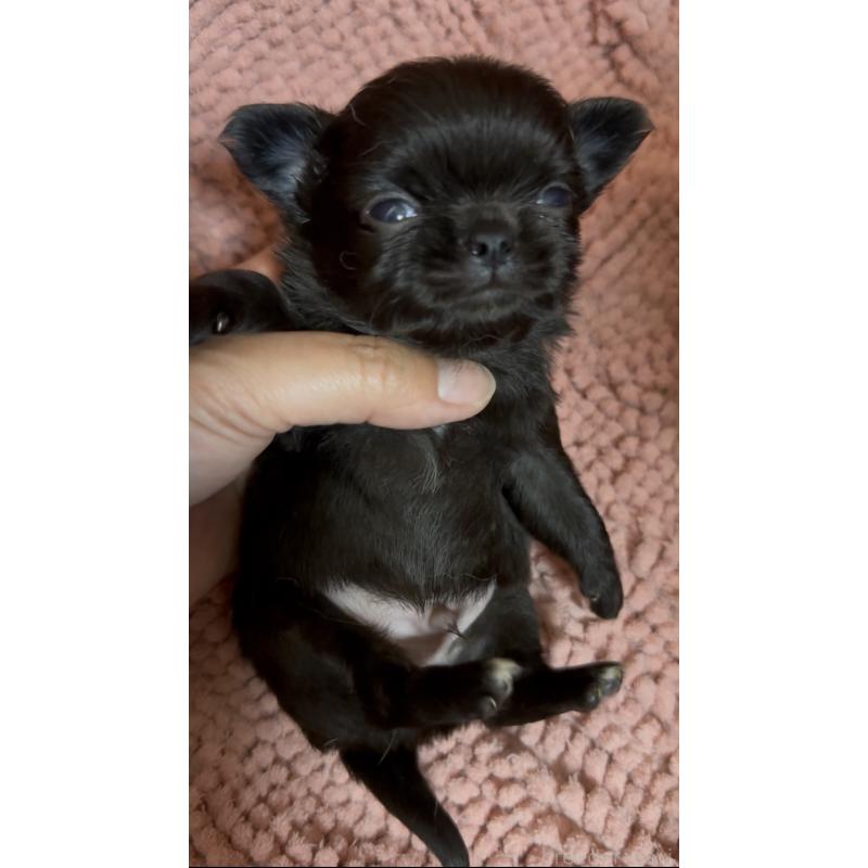 販売中の福島県のチワワ(ロングコート)-423862の2枚目