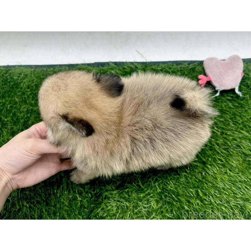 成約済の愛知県のポメチワ:ポメラニアン×チワワ-421654の4枚目