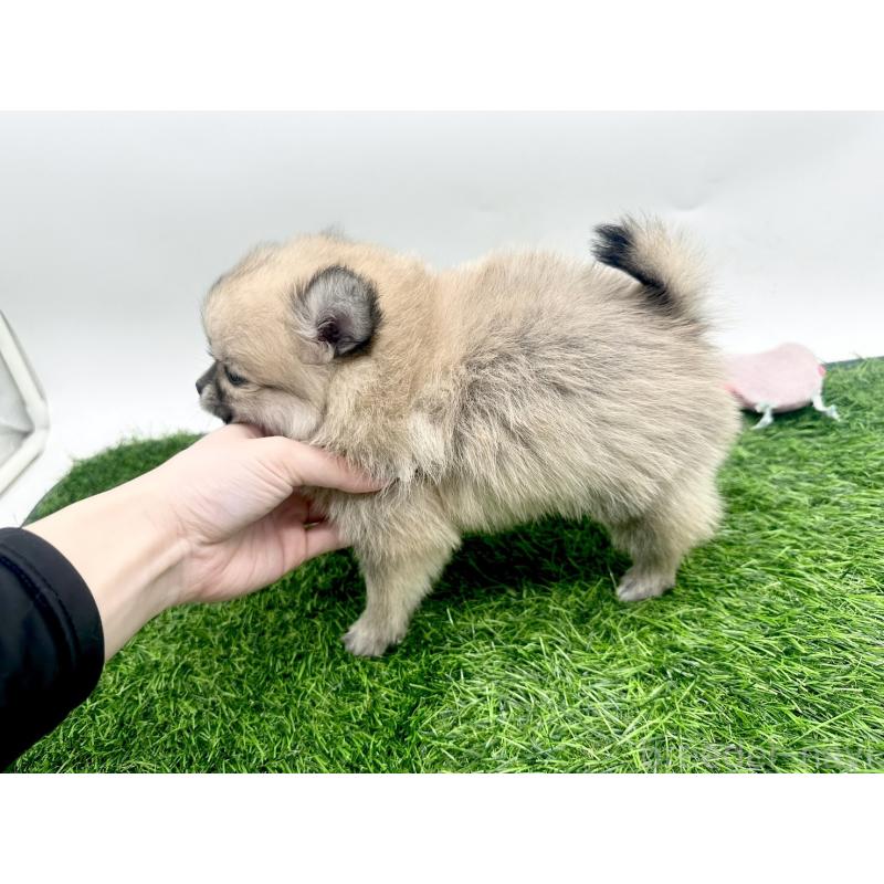 成約済の愛知県のポメチワ:ポメラニアン×チワワ-421654の3枚目