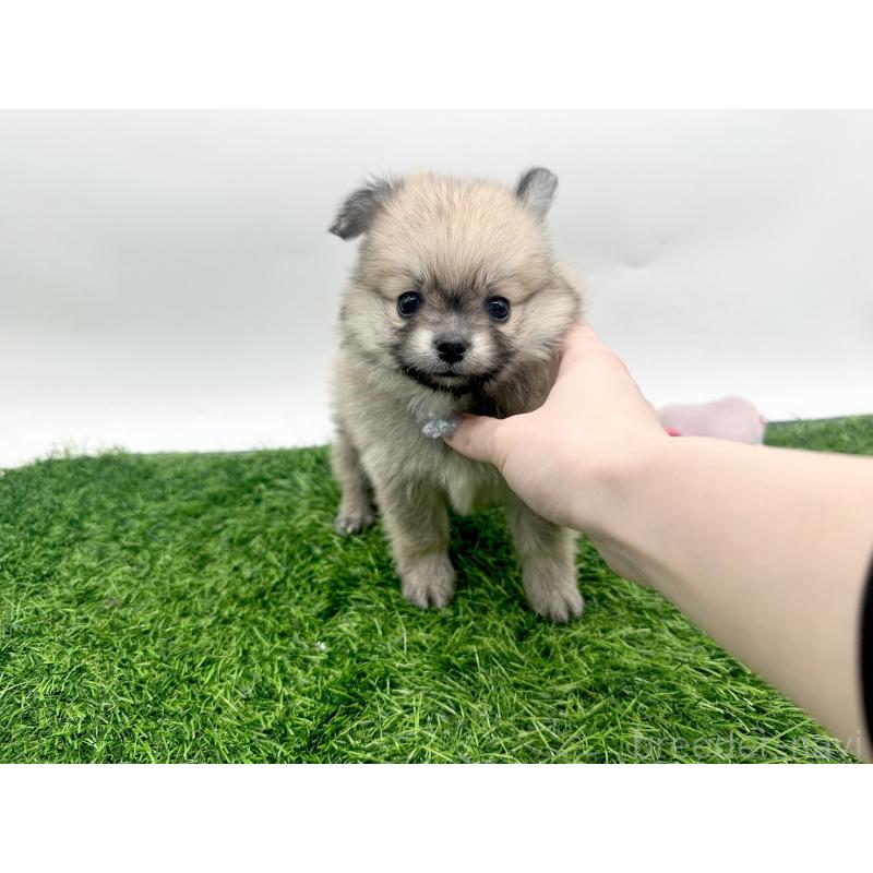 成約済の愛知県のポメチワ:ポメラニアン×チワワ-421654の2枚目