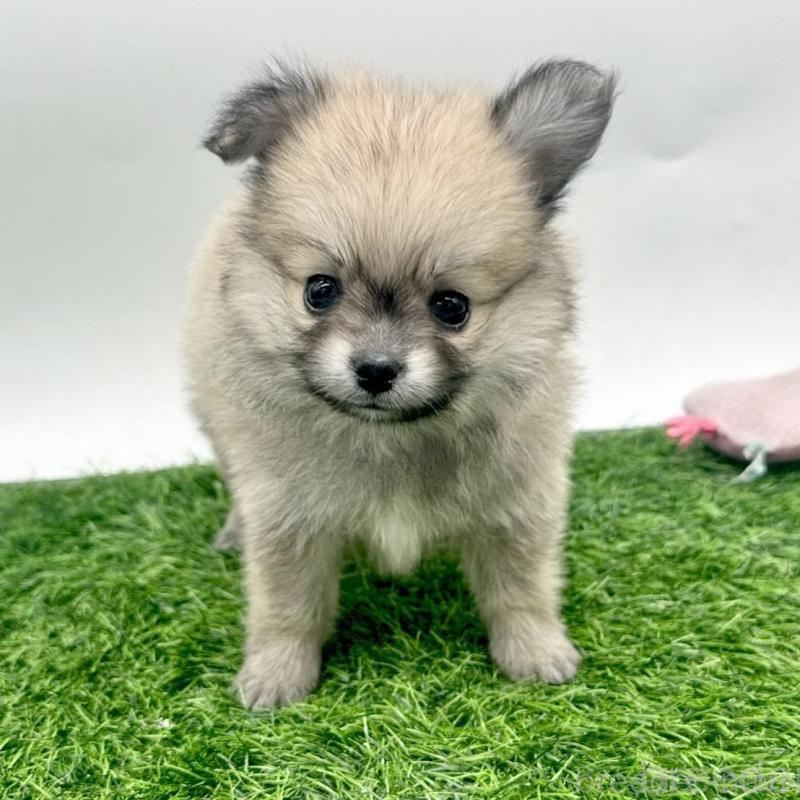 販売中の愛知県のポメチワ:ポメラニアン×チワワ-421654