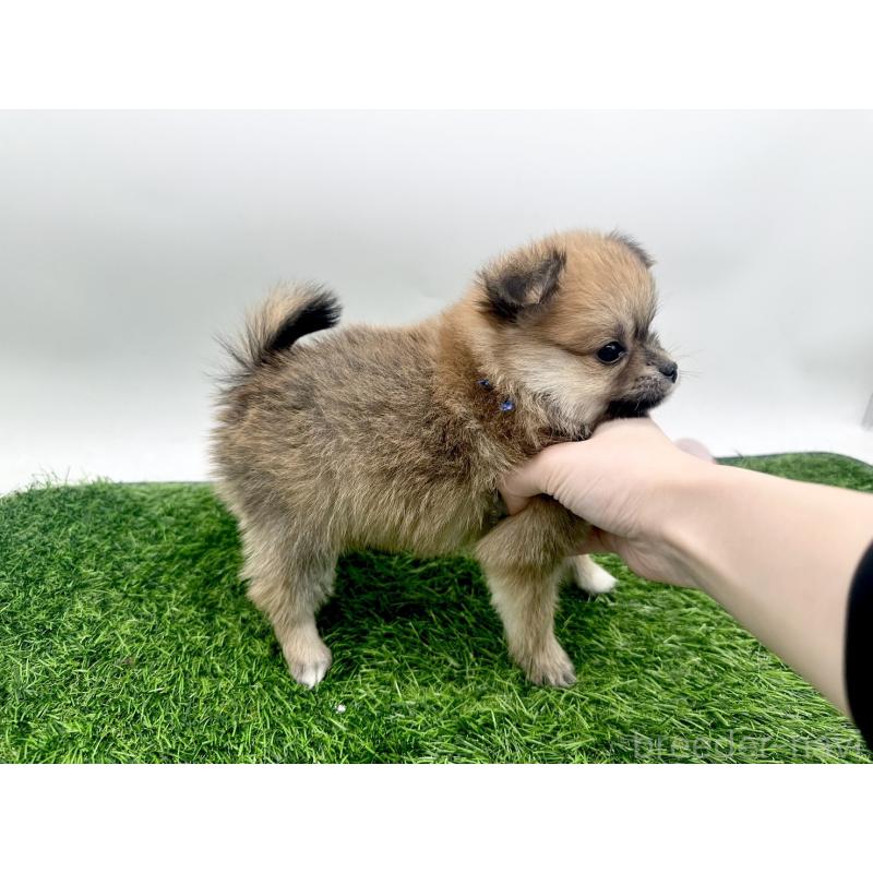 成約済の愛知県のポメチワ:ポメラニアン×チワワ-421652の4枚目