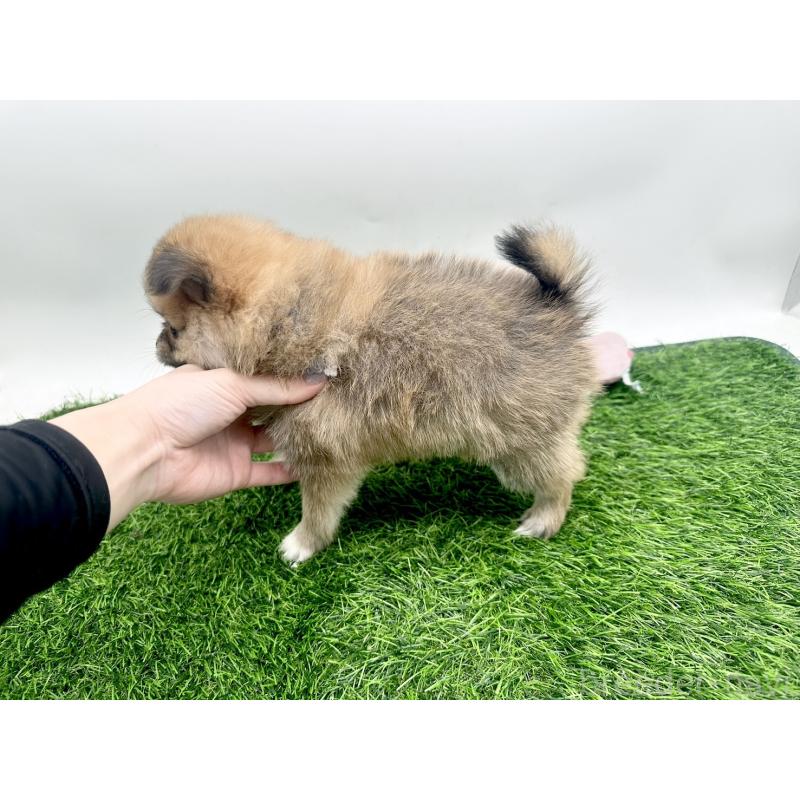 成約済の愛知県のポメチワ:ポメラニアン×チワワ-421652の3枚目