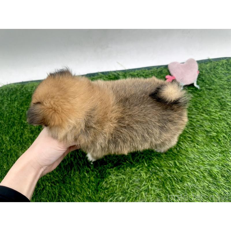 成約済の愛知県のポメチワ:ポメラニアン×チワワ-421652の2枚目