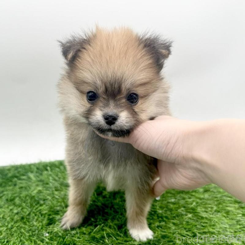 販売中の愛知県のポメチワ:ポメラニアン×チワワ-421652