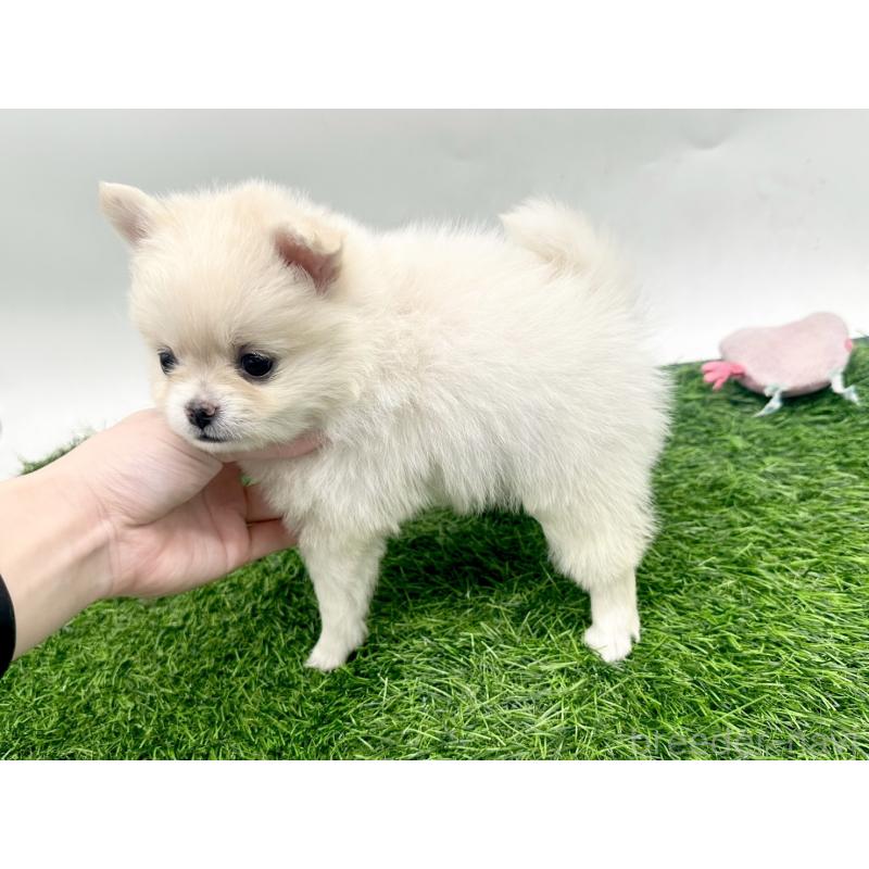 成約済の愛知県のポメチワ:ポメラニアン×チワワ-421656の4枚目