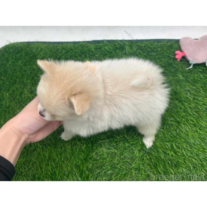 成約済の愛知県のポメチワ:ポメラニアン×チワワ-421656の3枚目