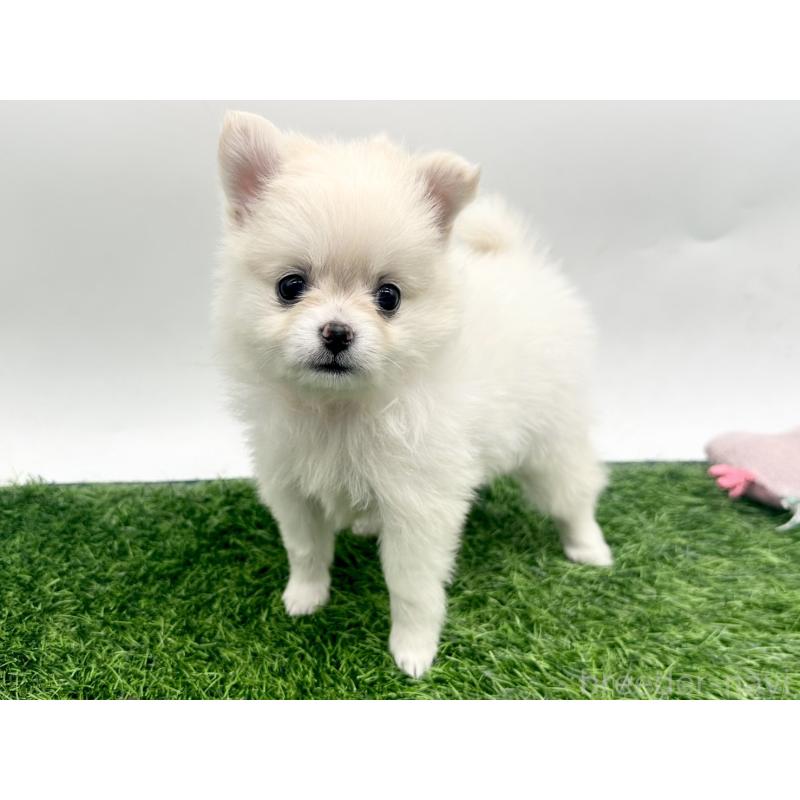 成約済の愛知県のポメチワ:ポメラニアン×チワワ-421656の2枚目