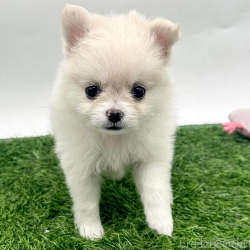 販売中の愛知県のポメチワ:ポメラニアン×チワワ-421656