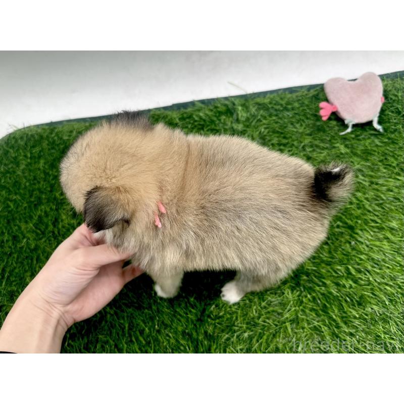 成約済の愛知県のポメチワ:ポメラニアン×チワワ-421657の3枚目